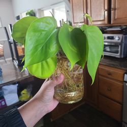 Neon Philodendron Rooted Plant 