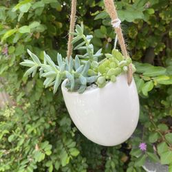 Hanging Succulent Planter