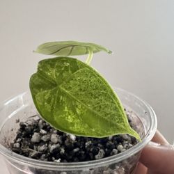 Alocasia Dragon Scale Mint 