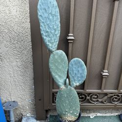 Prickly Pear Cactus 