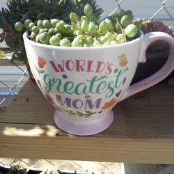 String Of Pearls Succulent 