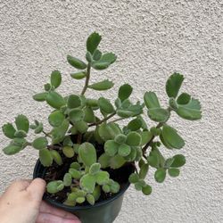 Cute Panda 🐾 Paw Succulents Plant 6” Pot