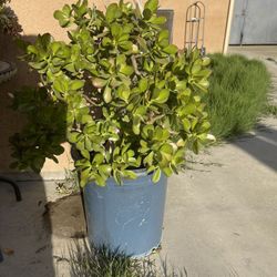 Two Big Succulents Jade Plant In Big Pots 