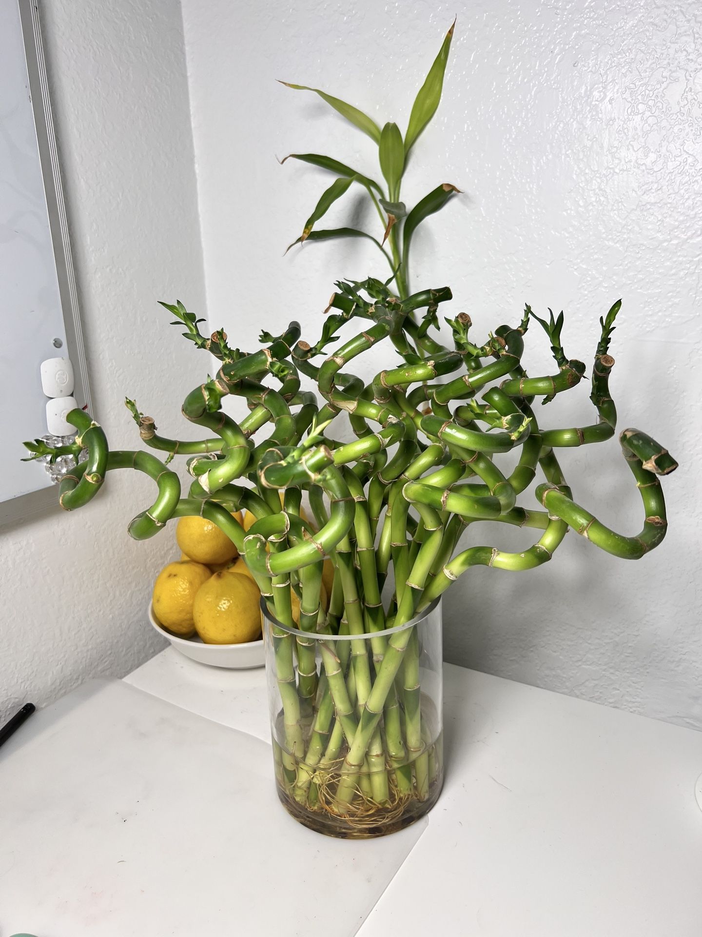 14 Inch Lucky Bamboo Plants ($2/stem)