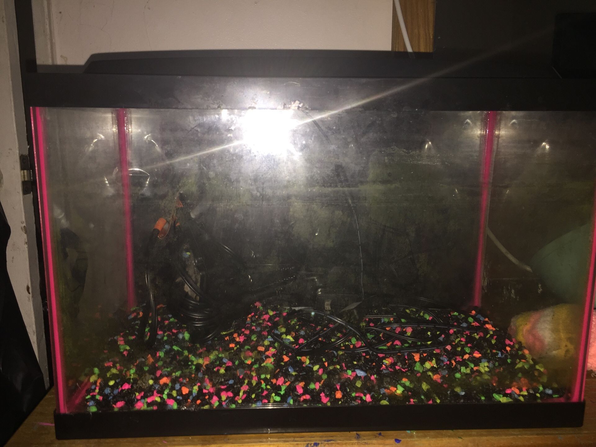 Neon Fish tank