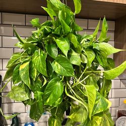 Lush Trailing high variegation golden Pothos Money Plant/ indoor plant/ house plant/ flower patio garden