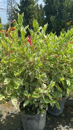 Variegated Hibiscus in 3 Gallon Pot – Beautiful Tropical Plant $12