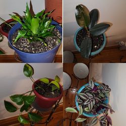Easy Growing House Plants