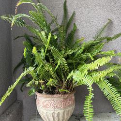 Plant For Sell 