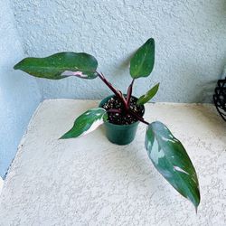Philodendron Pink Princess Plant 
