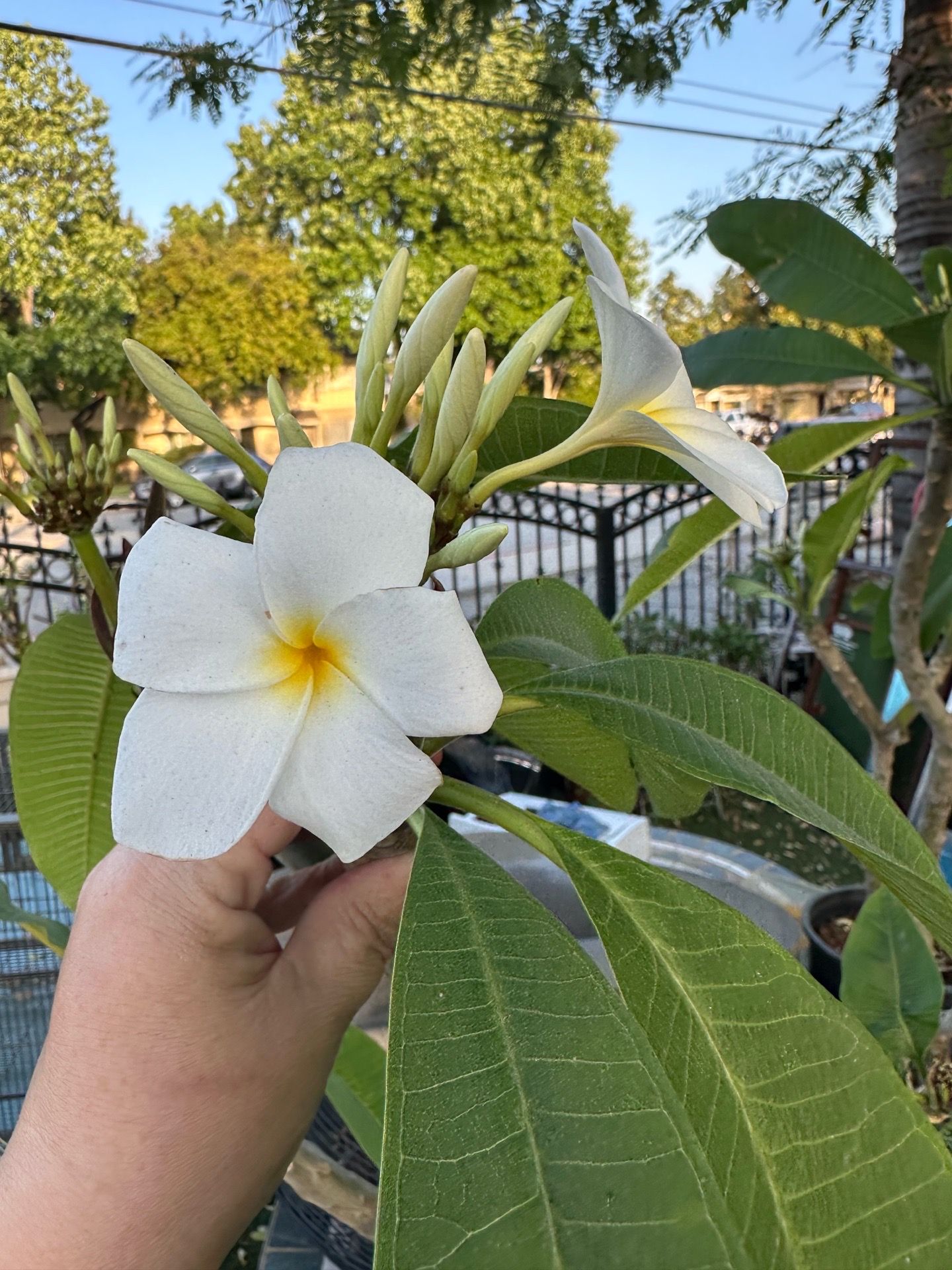 Rooted plumeria
