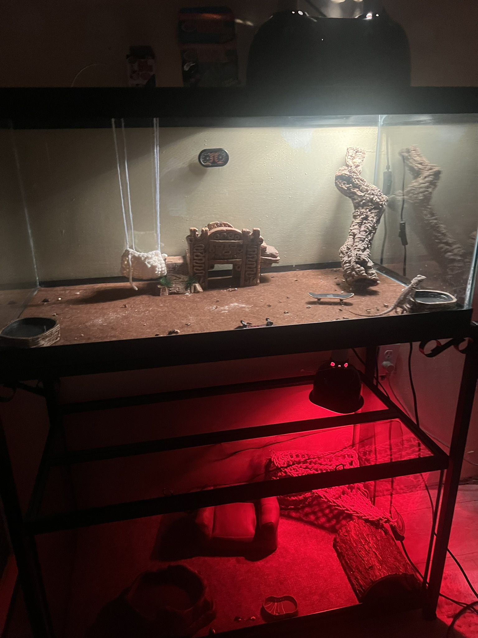 Bearded Dragon And Leopard Gecko With Whole Set Up