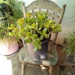 🪴STUNNING Mature Jade Plant – Healthy, Hardy & Ready to Bloom!🪴