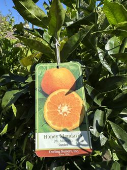 Honey  mandarin tree 15gal  $200, 25gal $450