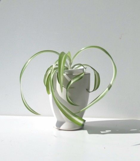 Lush Trendy Variegated Curly Spider Plant Bonnie/ Indoor Plant/ House Plant Flower Patio Garden