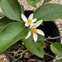 Blooming Meyer lemons