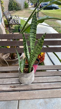 Snake plant