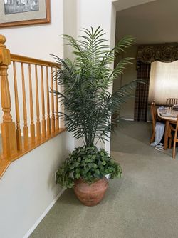 Indoor house plant with stand.