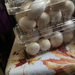 Fertile Chicken Eggs For Sale 10$ A Dozen