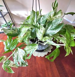 🌿 Epipremnum Marble