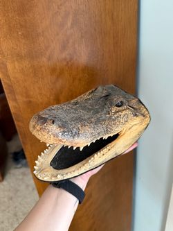 Large alligator head