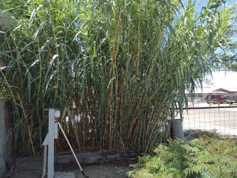 Giant Reed Grass