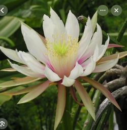6” selenicereus wercklei plant ( first pic is example of the flower