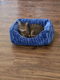 Brand New Cozy Cat Bed – 21" x 19"
