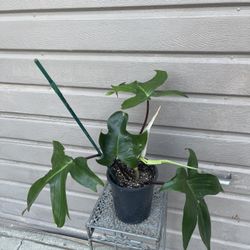 6” philodendron florida green 