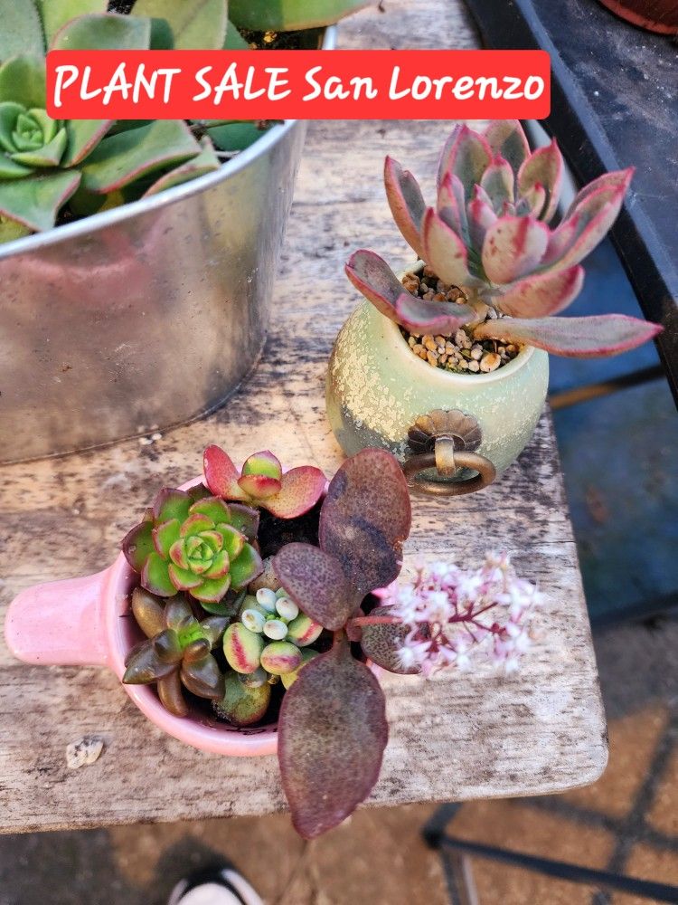PLANT SALE THIS SUNDAY IN SAN LORENZO