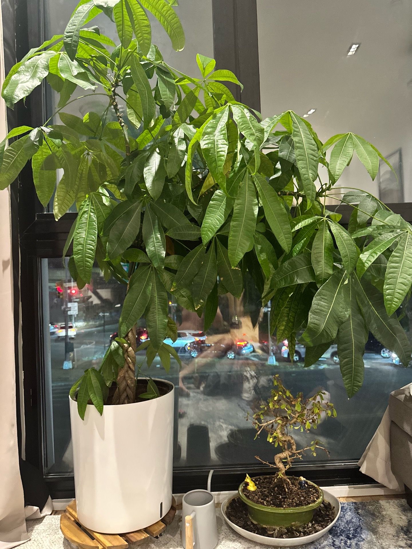 Money Tree (Large)