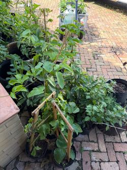 Passionfruit Plants Maracuya Ready To Fruit