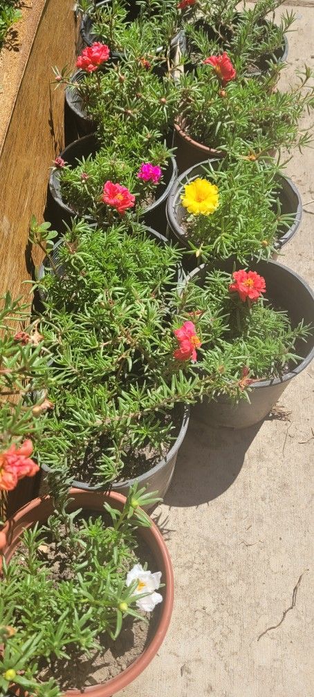 Portulaca Plant. 1 Gallon Pot Portulaca Plant. 1 Gallon Pot