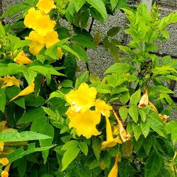 #19 Blooming Yellow Bells trumpetbush 5gal  Plant 4 Feet Tall