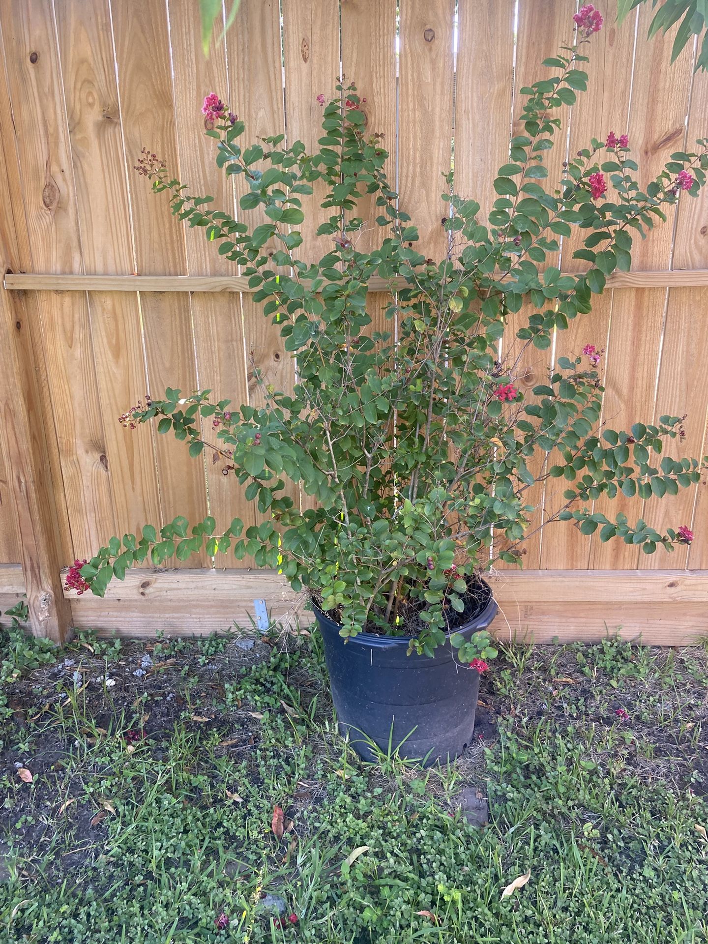 Crape Myrtle Plant in a pot