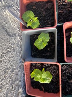 Bitter Melon Plant