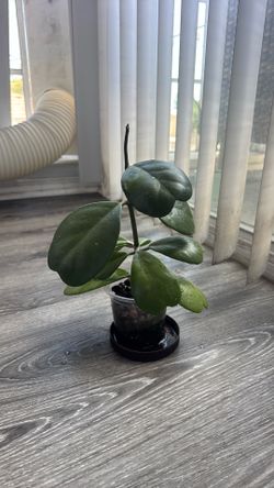 Hoya heart plant - cutting - rooted and sprouting fast
