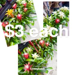 Plants Sale🌿$3 Bromeliads 5”pot