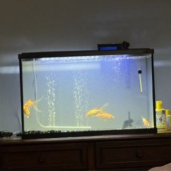 Fish Tank