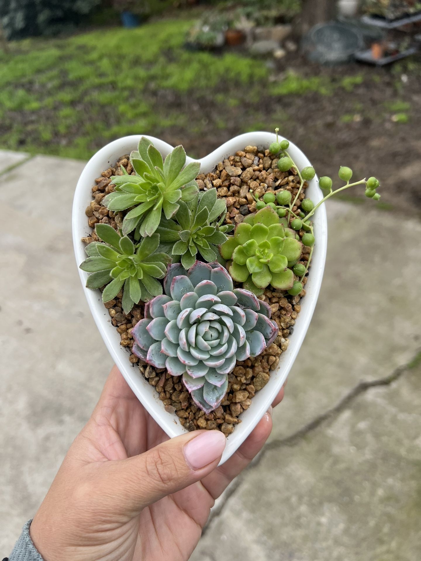 Succulent Arrangement In Heart Shape Ceramic 