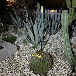 Plants