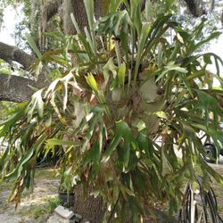 Staghorn Fern.