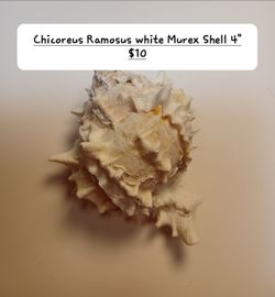 Ocean shells post #1