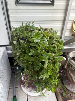 3g variegated tradescantia