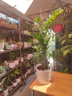 ZZ Indoor Plant