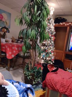 Tall Pretty Indoor Tree