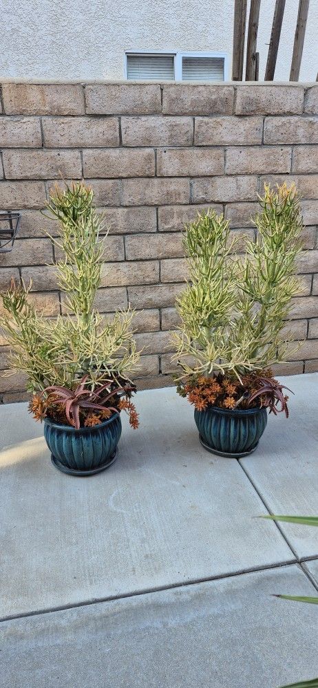 FIRESTICKS IN A BLUE CERAMIC POT WITH MISCELLANEOUS SUCCULENT PLANTS $ 75 / EACH POT