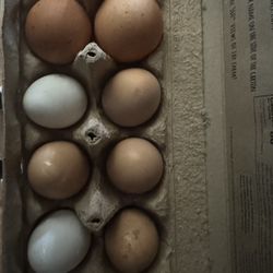 Organic Eggs 