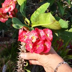 Crown of Thorns EUPHORBIA MILII Corona de Cristo 10" Pink marble Large 'Sunset Boulevard Succulent Tropical Thai Hybrid Poysean