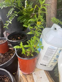 Planta de epazote